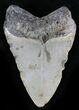 Megalodon Tooth - North Carolina #28497-1